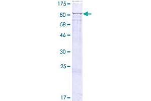 GUF1 Protein (AA 1-645) (GST tag)