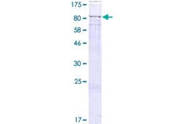 GUF1 Protein (AA 1-645) (GST tag)