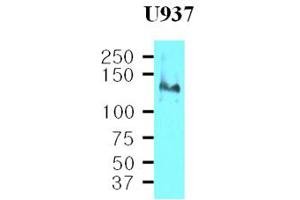 Western Blotting (WB) image for anti-Integrin beta 1 (ITGB1) (AA 34-141) antibody (ABIN317500) (ITGB1 antibody  (AA 34-141))