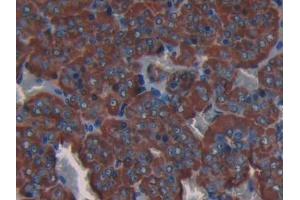 IHC-P analysis of Rat Adrenal gland Tissue, with DAB staining.