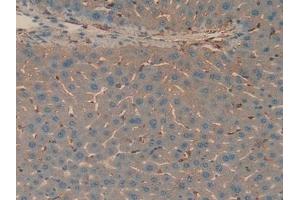 Immunohistochemistry (IHC) image for anti-Apolipoprotein H (Beta-2-Glycoprotein I) (APOH) (AA 21-345) antibody (ABIN7431614)