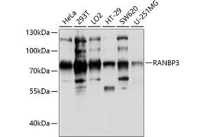 Western blot analysis of extracts of various cell lines, using R antibody (ABIN6128612, ABIN6146677, ABIN6146678 and ABIN6214044) at 1:1000 dilution. (RanBP3 antibody  (AA 1-250))