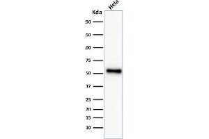 Western Blotting (WB) image for anti-Tumor Protein P53 (TP53) (AA 16-25) antibody (ABIN6383819)
