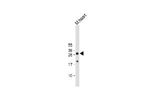 Western Blot at 1:2000 dilution + M. (AQP11 antibody  (C-Term))