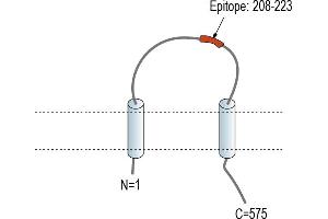 Representative domain view of the target of ABIN7885616. (TMEM108 antibody  (Extracellular Loop))
