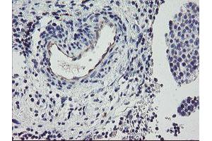 Image no. 2 for anti-Peptidylprolyl Isomerase (Cyclophilin)-Like 6 (PPIL6) antibody (ABIN1500367) (PPIL6 antibody)