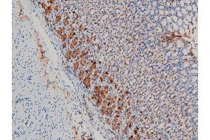 ABIN6267554 at 1/100 staining rat gastric tissue sections by IHC-P.