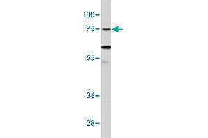 Western blot analysis of NCI-H460 cell lysate (35 ug/lane) with CLOCK polyclonal antibody . (CLOCK antibody  (Internal Region))