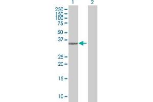 Western Blot analysis of CD1D expression in transfected 293T cell line by CD1D MaxPab polyclonal antibody.