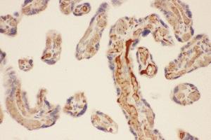 Anti-CMA1 Picoband antibody,  IHC(P): Human Placenta Tissue (CMA1 antibody  (AA 22-247))