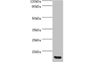 Western blot All lanes: CCL11 antibody at 5 μg/mL + Hela whole cell lysate Secondary Goat polyclonal to rabbit IgG at 1/10000 dilution Predicted band size: 11 kDa Observed band size: 11 kDa (CCL11 antibody  (AA 1-97))