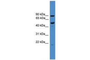 Image no. 1 for anti-Mab-21 Domain Containing 2 (MB21D2) (C-Term) antibody (ABIN6745471)