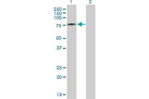 Western Blot analysis of AK7 expression in transfected 293T cell line by AK7 MaxPab polyclonal antibody. (Adenylate Kinase 7 antibody  (AA 1-656))