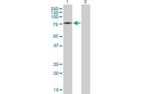 Adenylate Kinase 7 antibody  (AA 1-656)