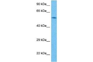 Host:  Mouse  Target Name:  RXRG  Sample Tissue:  Mouse Spleen  Antibody Dilution:  1ug/ml (Retinoid X Receptor gamma antibody  (C-Term))