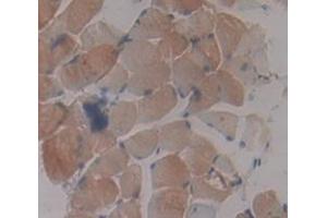 Used in DAB staining on fromalin fixed paraffin- embedded Kidney tissue (PRKAG3 antibody  (AA 238-467))