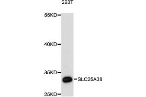 Western blot analysis of extracts of 293T cells, using SLC25A38 antibody (ABIN6290960) at 1:3000 dilution. (SLC25A38 antibody)