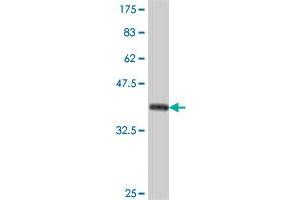 Western Blot detection against Immunogen (37. (ILF2 antibody  (AA 151-250))