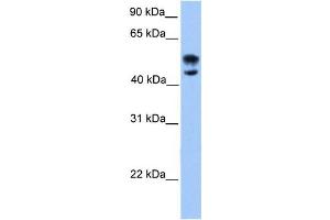 Western Blotting (WB) image for anti-Deformed Epidermal Autoregulatory Factor 1 (Drosophila) (DEAF1) antibody (ABIN2458406) (DEAF1 antibody)