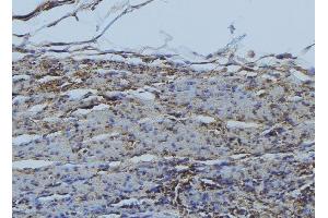 ABIN6276568 at 1/100 staining Mouse muscle tissue by IHC-P. (RHEB antibody  (Internal Region))