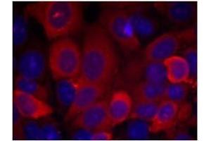 Image no. 1 for anti-3-phosphoinositide Dependent Protein Kinase-1 (PDPK1) (Ser241) antibody (ABIN197101) (PDPK1 antibody  (Ser241))