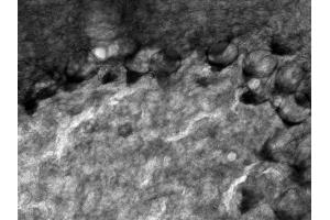 anti-Potassium Voltage-Gated Channel, Shaw-Related Subfamily, Member 4 (KCNC4) (AA 175-192) antibody