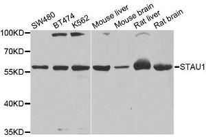 Western blot analysis of extracts of various cell lines, using STAU1 antibody. (STAU1/Staufen antibody  (AA 426-577))