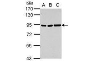 Image no. 1 for anti-Zinc Finger and SCAN Domain Containing 20 (ZSCAN20) (Internal Region) antibody (ABIN1493533) (ZSCAN20 antibody  (Internal Region))