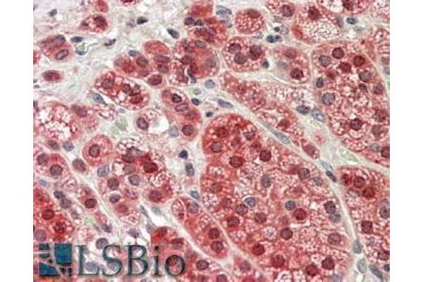 MTR antibody  (C-Term)