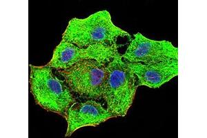 Immunofluorescence analysis of MCF-7 cells using CK5 mouse mAb (green). (Cytokeratin 5 antibody  (AA 258-357))