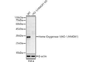 Western Blotting (WB) image for anti-Heme Oxygenase (Decycling) 1 (HMOX1) antibody (ABIN7267605)