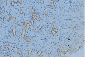 ABIN6279027 at 1/100 staining Mouse kidney tissue by IHC-P. (MRPL53 antibody  (Internal Region))