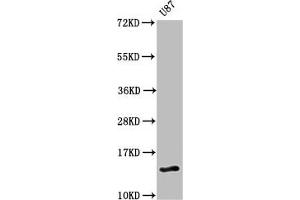 Western Blot Positive WB detected in: U87 whole cell lysate All lanes: RTL8C antibody at 3 μg/mL Secondary Goat polyclonal to rabbit IgG at 1/50000 dilution Predicted band size: 14 kDa Observed band size: 14 kDa (Retrotransposon Gag-Like Protein 8B (RTL8C) (AA 1-113) antibody)