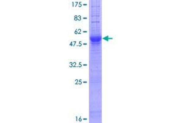 IGSF1 Protein (AA 1-242) (GST tag)