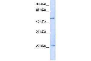 Western Blotting (WB) image for anti-Tripartite Motif Containing 21 (TRIM21) antibody (ABIN2458072) (TRIM21 antibody)