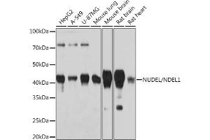Western blot analysis of extracts of various cell lines, using NUDEL/NDEL1 Rabbit mAb (ABIN7269068) at 1:1000 dilution. (NDEL1 antibody)