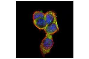 ICC/IF Image Confocal immunofluorescence analysis (Olympus FV10i) of paraformaldehyde-fixed A431, using CD66e, antibody (Green) at 1:500 dilution. (CEACAM5 antibody)