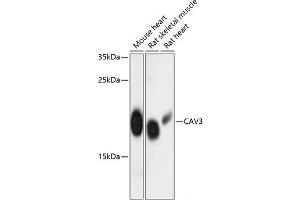 Western blot analysis of extracts of various cell lines using CAV3 Polyclonal Antibody at dilution of 1:3000. (Caveolin 3 antibody)