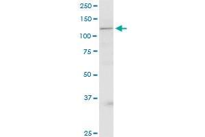 GRIP1 antibody  (AA 851-950)