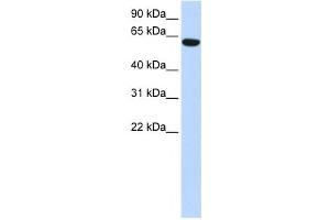 Western Blotting (WB) image for anti-Coiled-Coil Domain Containing 11 (CCDC11) antibody (ABIN2459909) (CCDC11 antibody)