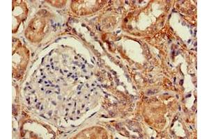 Immunohistochemistry of paraffin-embedded human kidney tissue using ABIN7149934 at dilution of 1:100 (DPYSL4 antibody  (AA 280-560))