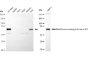 Western blotting analysis using membrane spanning 4-domains A14 antibody (ABIN7799371). (Recombinant MS4A14 antibody)