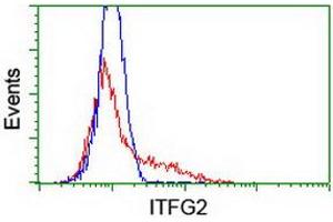 HEK293T cells transfected with either RC200818 overexpress plasmid (Red) or empty vector control plasmid (Blue) were immunostained by anti-ITFG2 antibody (ABIN2454683), and then analyzed by flow cytometry. (ITFG2 antibody)