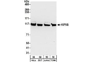 Western Blotting (WB) image for anti-Kinesin Family Member 5B (KIF5B) (AA 675-725) antibody (ABIN7451000)