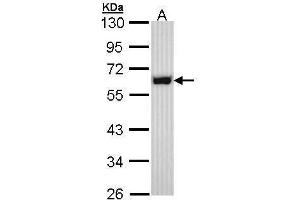 WB Image Sample (30 ug of whole cell lysate) A: Hep G2 , 10% SDS PAGE antibody diluted at 1:1000 (NONO antibody  (N-Term))