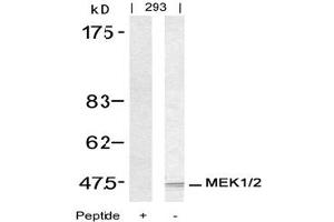 Image no. 3 for anti-Mitogen-Activated Protein Kinase Kinase 1 (MAP2K1) (Ser217) antibody (ABIN197430) (MEK1 antibody  (Ser217))