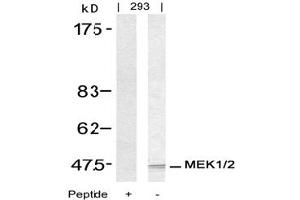 Image no. 3 for anti-Mitogen-Activated Protein Kinase Kinase 1 (MAP2K1) (Ser217) antibody (ABIN197430)