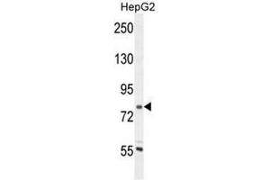 Coronin 7 antibody  (N-Term)