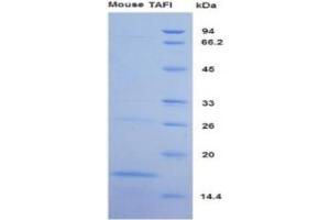 SDS-PAGE of Protein Standard from the Kit (Highly purified E. (CPB2 ELISA Kit)