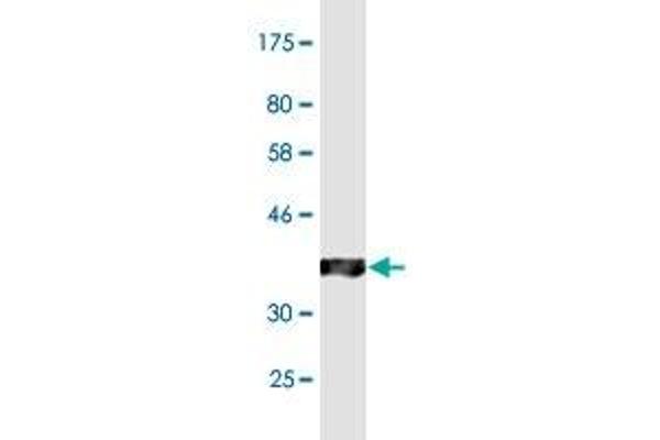 ABCC2 antibody  (AA 214-313)